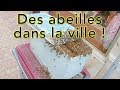 Des abeilles dans la ville - Un essaim au coeur de Dax