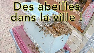 Des abeilles dans la ville - Un essaim au coeur de Dax