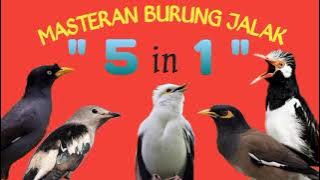 Masteran Burung Terbaru...!!! Kombinasi Jalak 5 IN 1