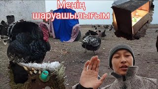 Балапандар шығып жатыр / шаруашылықтағы жаңалық