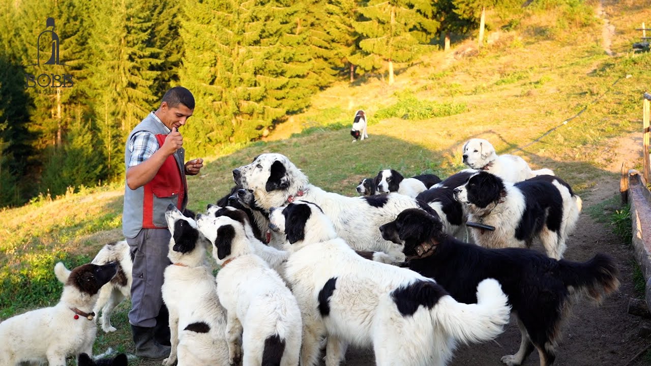 24 de CÂINI CIOBĂNEȘTI DE BUCOVINA păzesc bine OILE și VACILE de urși și lupi | Stâna lui Mihai C.