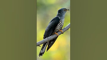 The Most Disturbing Parenting Strategy|Cuckoo waiting for friend|Cuckoo|Kokila eduruchupu#shots