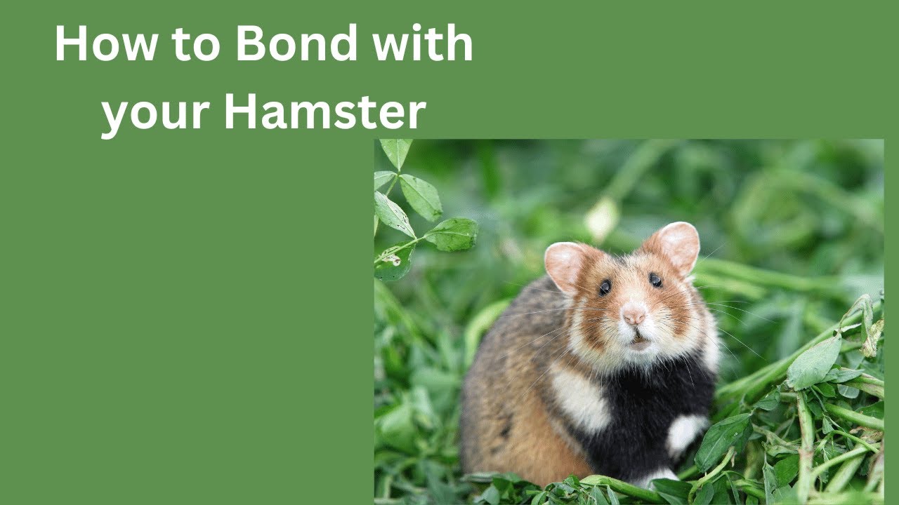 Image showcasing How to Bond with your Hamster - YouTube