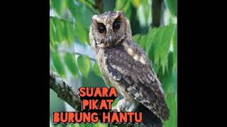 Suara Pikat Burung Hantu