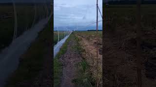 Lagi Pasang Jaring Burung Pelan di Sawah