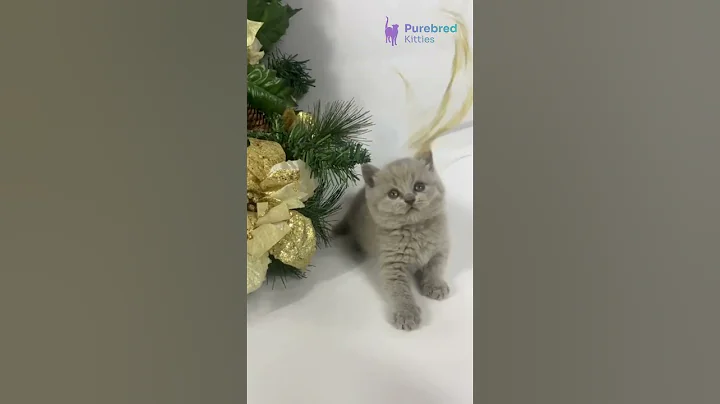 Video 11779681: british shorthair lilac girl, eyes british shorthair, adorable british shorthair, britishshorthair