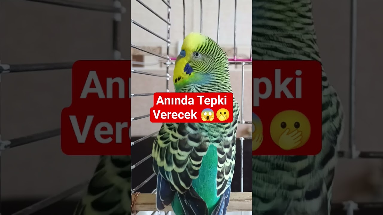 Muhabbet kuşu sesi #budgies #birdsong #parrot #muhabbetkuşu #talkingparot #parakeet #cute #funny