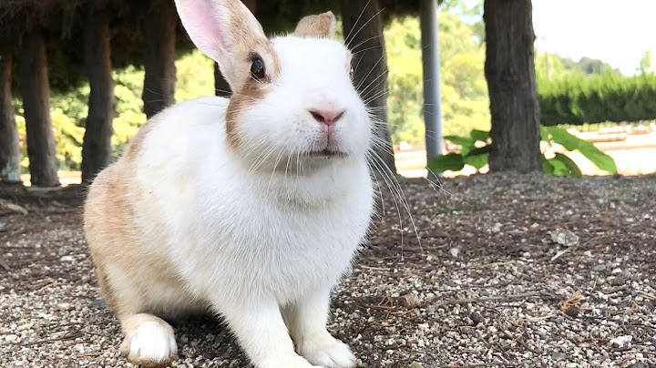 Rabbit: “Oh! My friend came over!”