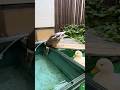 飛び込み待ちのコールダック。 Our Call Ducks waiting for to dive, and another distracted by something else.