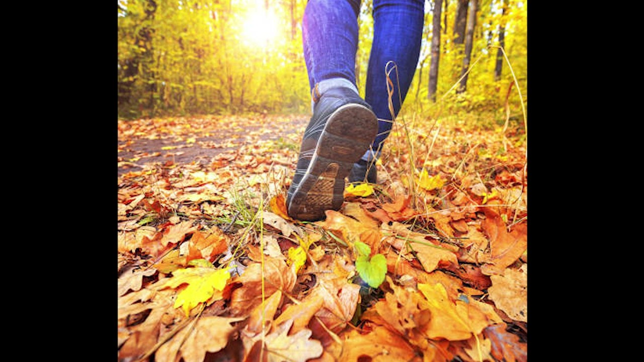 walking on leaves sound effect (no copyright)