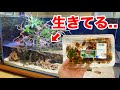 スーパーで買ったサワガニを飼育した数日後にとんでもない事実が判明してしまいました...。