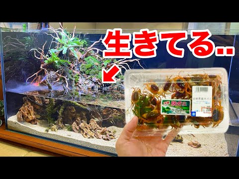 A few days after raising a crayfish I bought from the