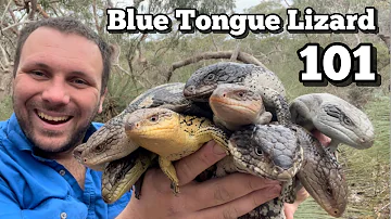 10 BIZARRE Blue Tongued Lizard Facts
