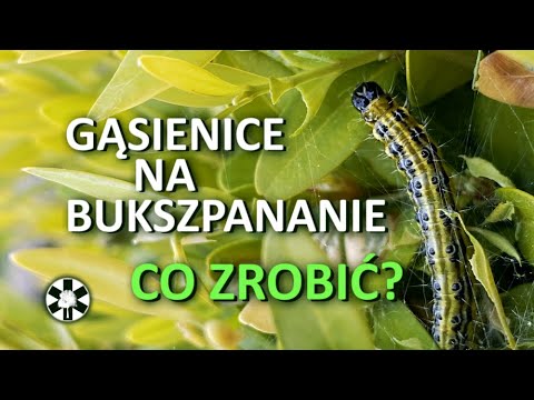 Wideo: Jak Uchronić Się Przed ćmą Gruszkową?