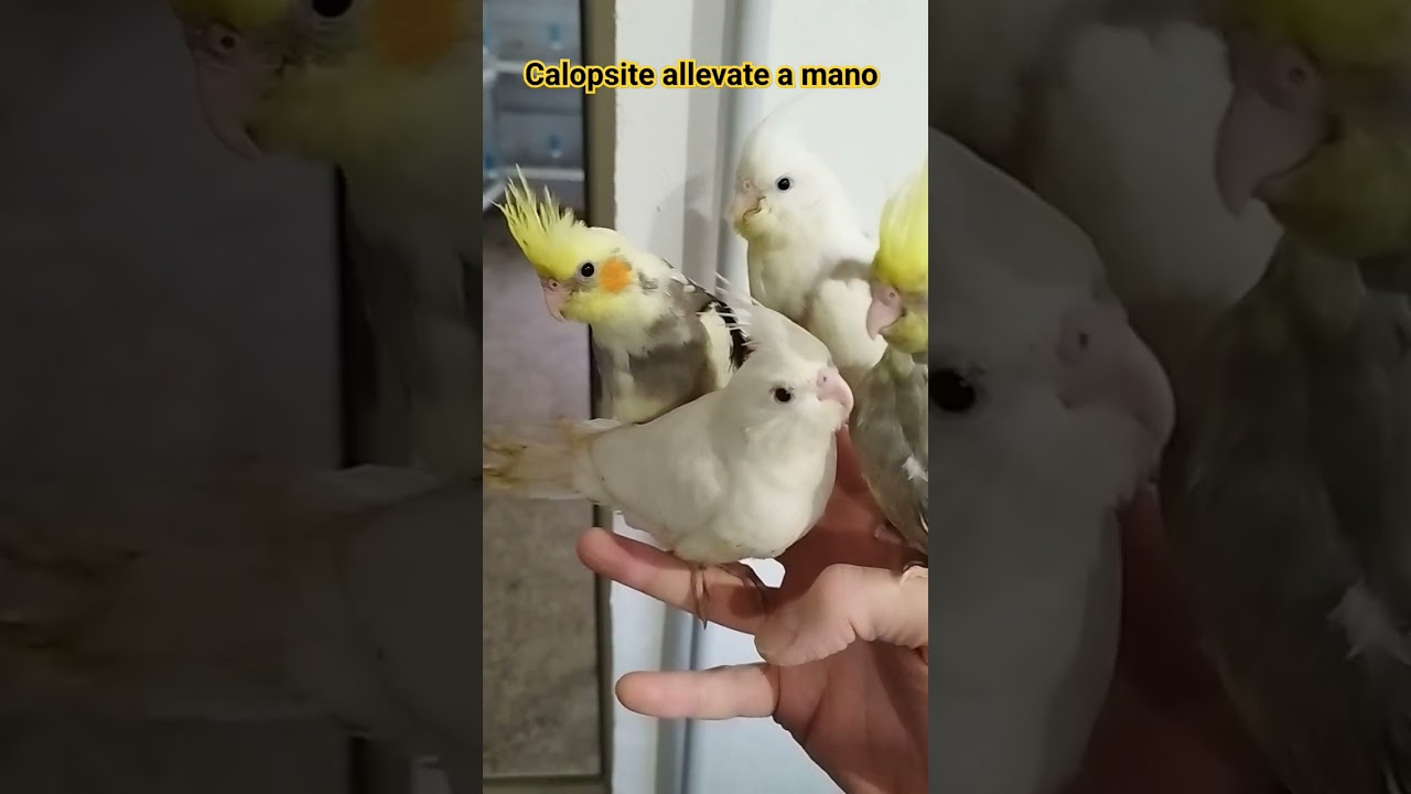 Pappagalli calopsite 