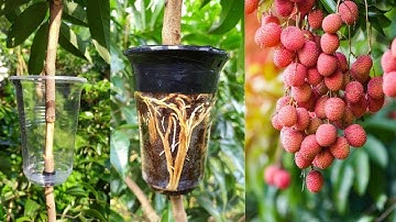 How to Air Layering Lychee Tree   Easy method to grow Lychee tree from cuttings at home