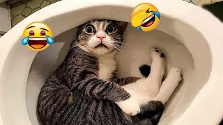 ❤️😹 New Funny Cats and Dogs Videos 😆😹 Best Funny Animal Videos 2024 #15