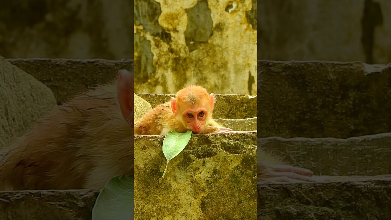 Really pity adorable baby Lucie and Rainbow little babies😓😍😘❤️part#05 