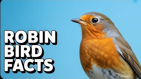 Amazing Robin bird facts that you didn’t know   #wildlife #britishwildlife #robinbird