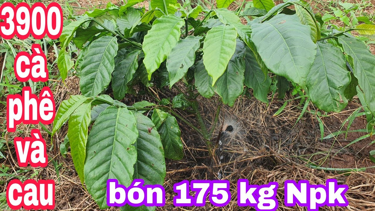 Bón phân cho cà mới trồng 3900 cây một làn hết bao nhiêu kg phân npk