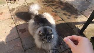 Maine coon cat outsite  scratching palm tree