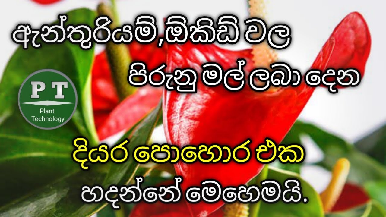 How to make egg shell liquid fertilizer & and get healthy flower in anthurium, orchids