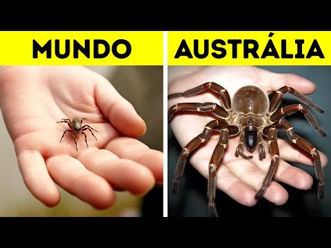 Por que os insetos da Austrália são tão grandes?