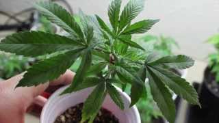 Grow Talk  Episode #1: A Quick Tour