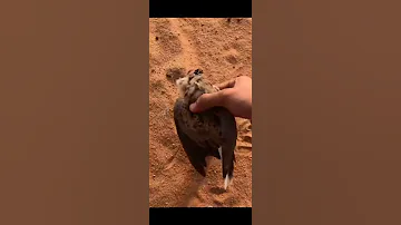 قصيده الصيد 