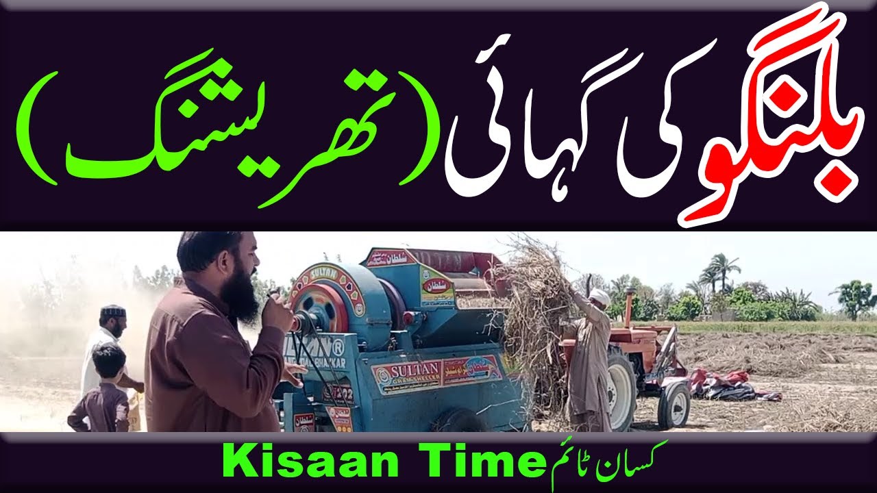 Thukhm e Bilangu ki gahai(threshing) تخم ملنگا کی گہائی Kisan time کسان ٹائم