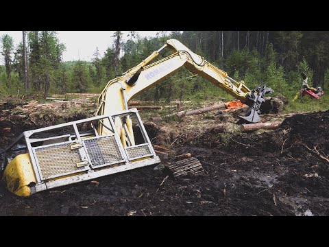 Видео: Имперски лешников тетерев - засаждане и грижи на открито