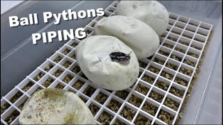 Ball Pythons Piping And So Many Genes !! Egg Cutting !!