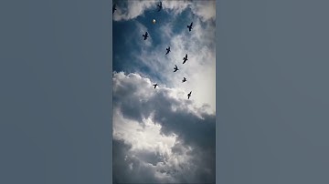 تلاوة القرآن بصوت جميل🦅.