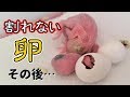 割れない卵　その後…【セキセイインコ】【#36】【※重い内容です】