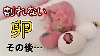 割れない卵　その後…【セキセイインコ】【#36】【※重い内容です】