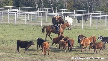 Gracie - pulling the cows up! - ValleyViewRanch.net