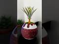 Handmade Plaster Planter | DIY Home Decor | Unique Art Piece #shorts