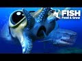 Giant CuttleFish Seeks Revenge! - Fish Feed Grow | 18