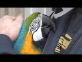 Rescue bird is obsessed with dad