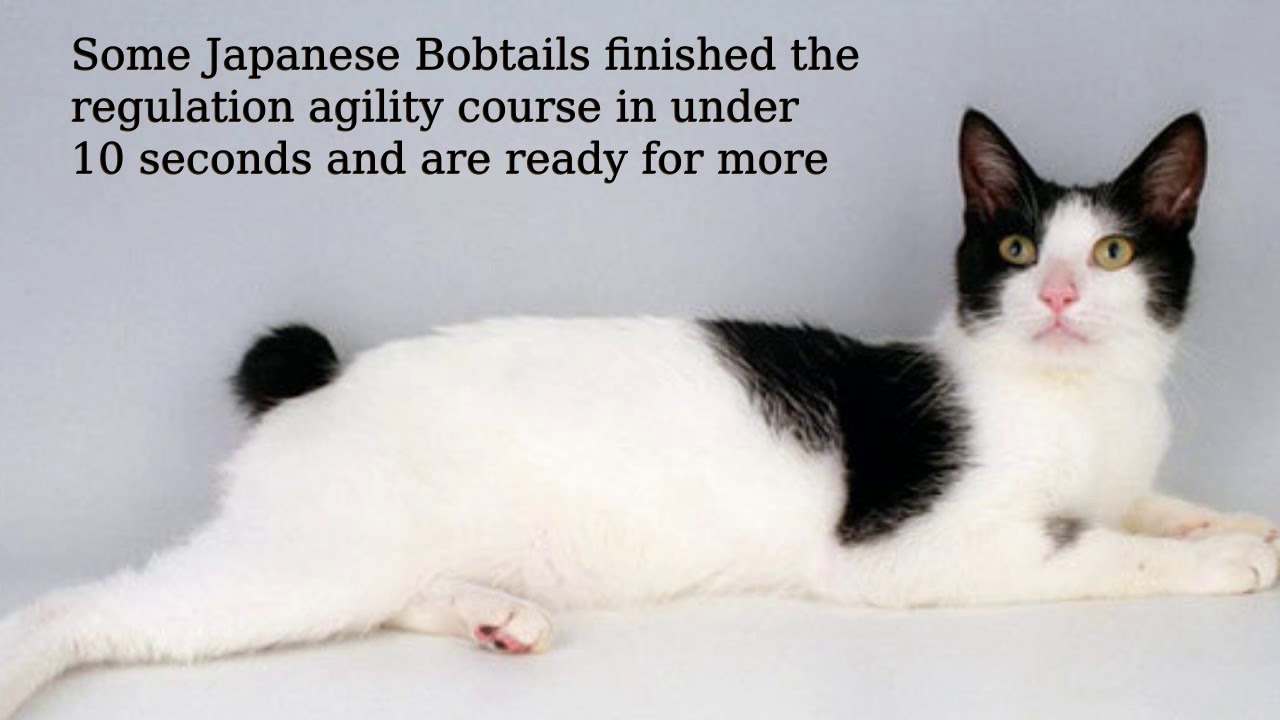 Японская белая кошка. Японский бобтейл. Японский бобтейл кошка. Японский бобтейл короткошёрстный. Порода кошек японский бобтейл