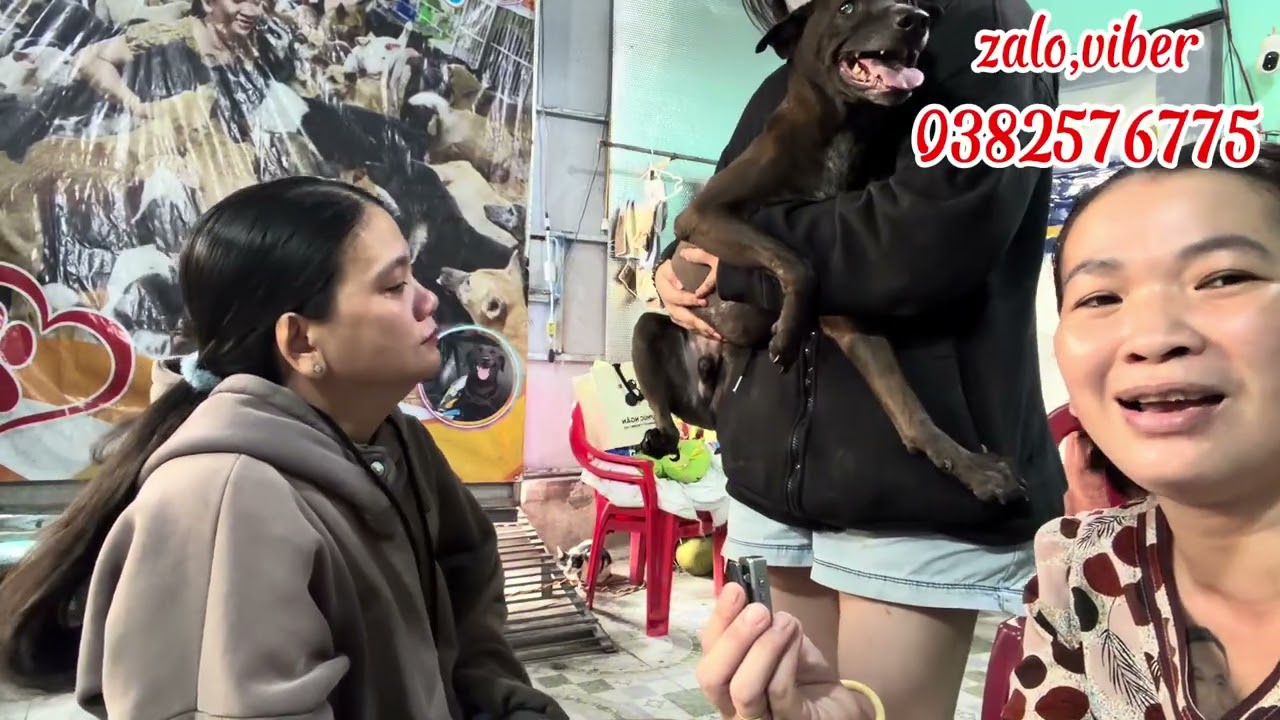 Bé cún đen vui mừng cười tươi khi chú đến thăm và đín về ạ.Mừng cho con lắm cô chú ạ