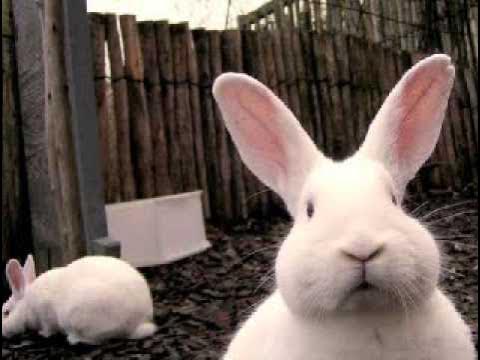 Spinners - Tired of Giving (Bunnyfied version)