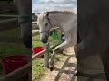 💃🏽🦄My horse dances to the beat! #funnyhorsevideos #shorts #shortvideos
