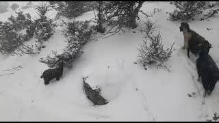 Tokat Serpi̇n Yaylasinda Emmi̇oğlu Ve Keçi̇leri̇ Karla Mücadele Veri̇yor