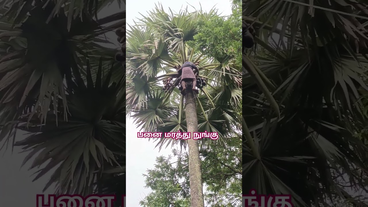 பனை மரத்து நுங்கு || PALM TTREE NUNGU ||