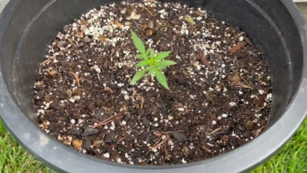 Outdoor 2023! Super Kush and Gold leaf from ILGM