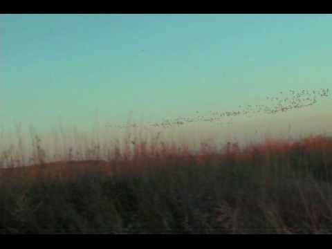 NDakota Geese with Jason Feldner.mp4