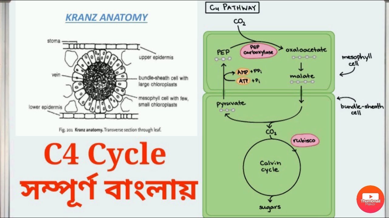 Hatch and slack pathway C4 Cycle In Bengali photosynthesis YouTube