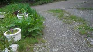 Welsh Poppies.MP4