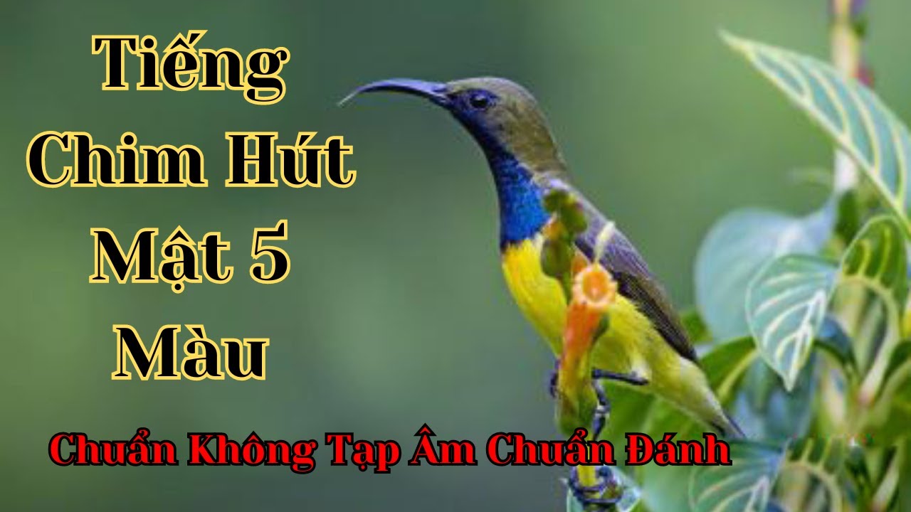 Tiếng chim hút mật 5 màu chuẩn không tạp âm chuẩn đi bẫy loa | Nature Tunes
